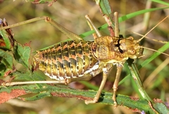 Parasteropleurus martorellii