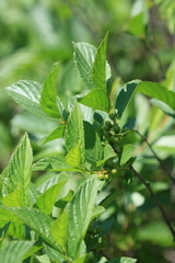 Rhamnus alnifolia
