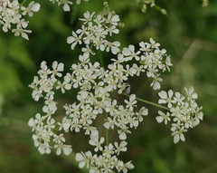 Anthriscus sylvestris