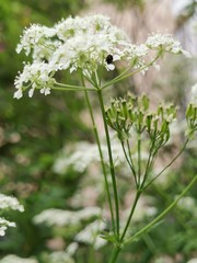 Anthriscus sylvestris