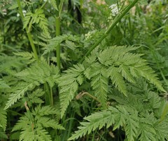 Anthriscus sylvestris
