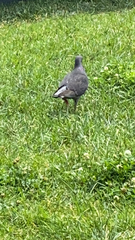 Columba livia
