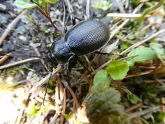 Carabus aeruginosus