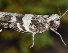 Oedipoda charpentieri