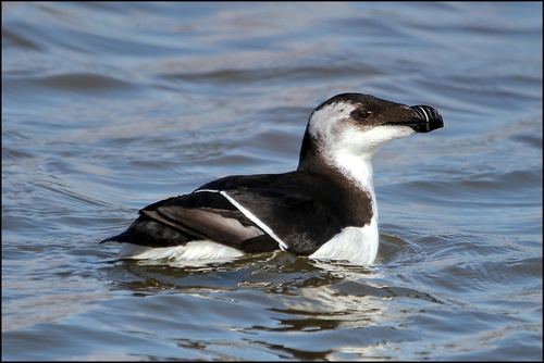 Razorbill