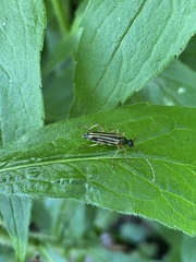 Analeptura
