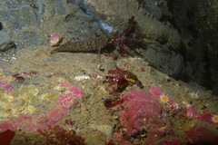 Ruanoho decemdigitatus