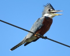 Megaceryle torquata torquata