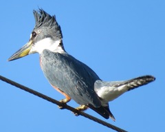 Megaceryle torquata torquata