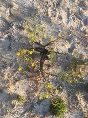 Chrysopsis scabrella