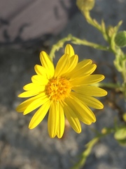 Chrysopsis scabrella