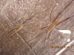 Pachyrhamma acanthocerum