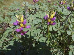 Lupinus stiversii