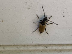 Trigonarthris subpubescens