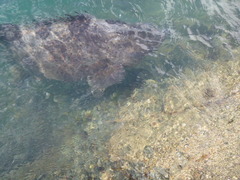 Epinephelus coioides