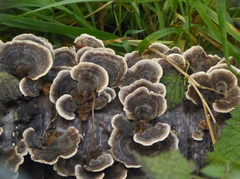 Trametes versicolor