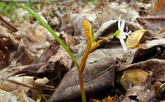 Puccinia mariae-wilsoniae