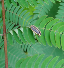 Pyractomena angulata