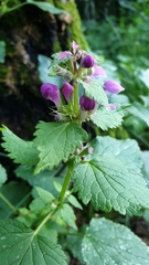Lamium maculatum