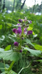 Lamium maculatum