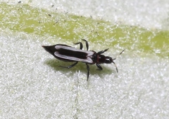 Aeolothrips kuwanaii