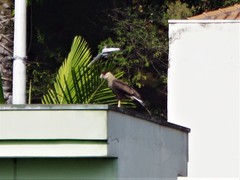 Caracara plancus