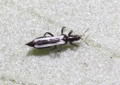 Aeolothrips kuwanaii