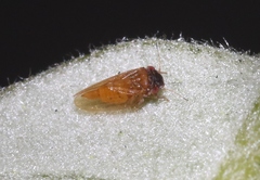 Ctenarytaina longicauda