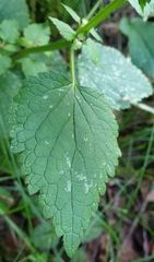 Lamium maculatum