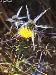 Centaurea hyalolepis