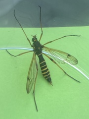 Ctenophora flaveolata