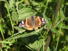 Vanessa atalanta