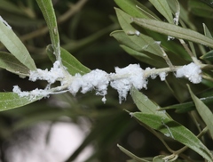 Euphyllura olivina