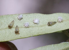 Euphyllura olivina