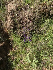 Delphinium hesperium