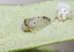 Euphyllura olivina