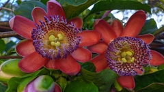Passiflora alata