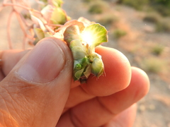 Euphorbia hieroglyphica image