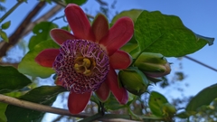 Passiflora alata