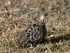 Yellow-Throated Sandgrouse photo 3