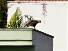 Caracara plancus