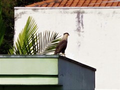 Caracara plancus