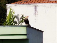 Caracara plancus