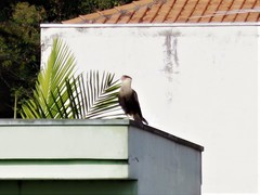 Caracara plancus