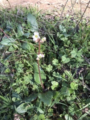 Micranthes integrifolia
