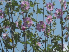 Malva unguiculata