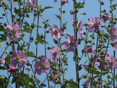Malva unguiculata