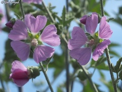 Malva unguiculata