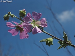 Malva unguiculata