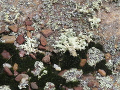 Cladonia caroliniana